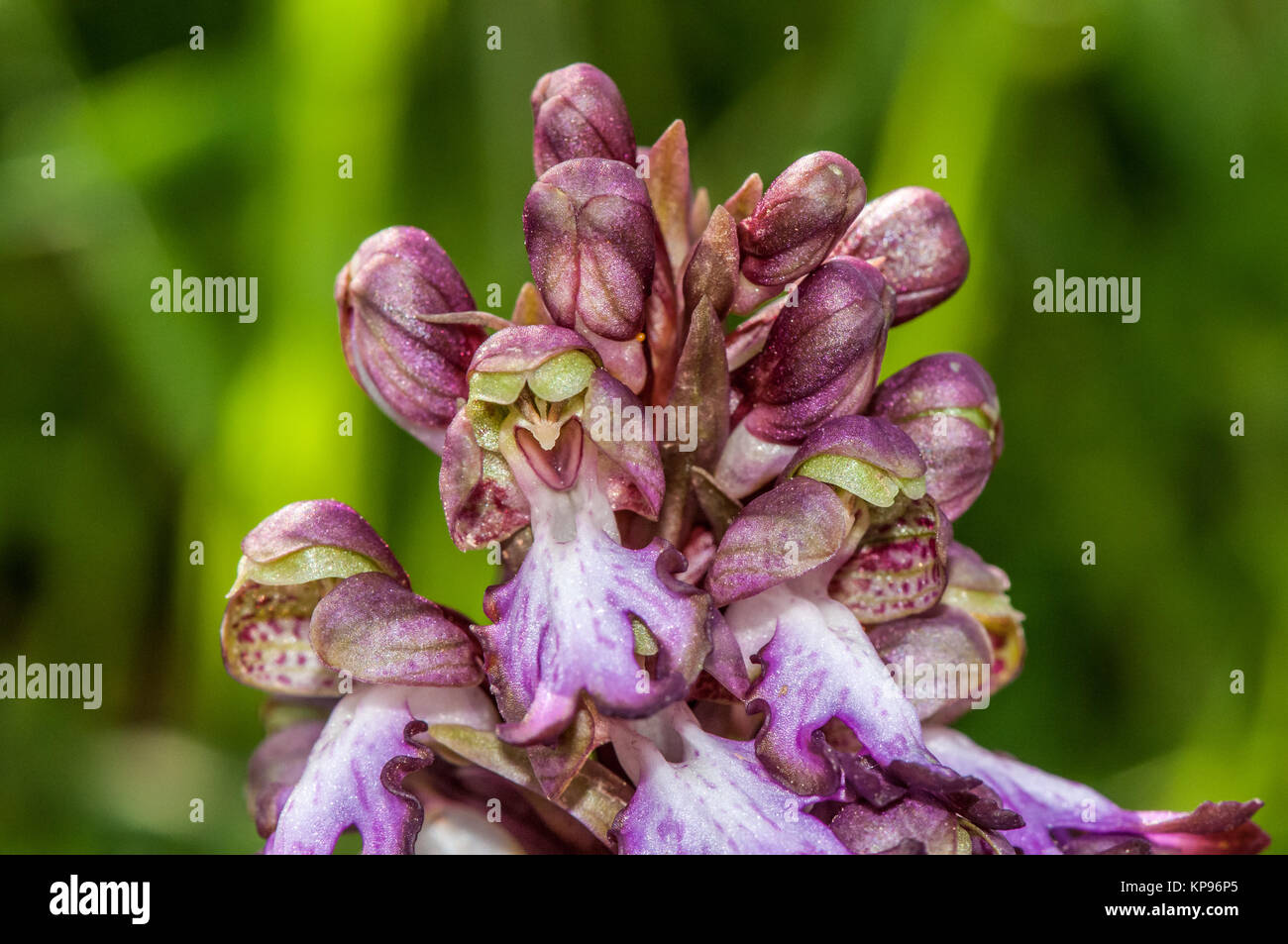Vista ravvicinata di una Barlia robertiana o gigante orchid, Himantoglossum robertianum Foto Stock