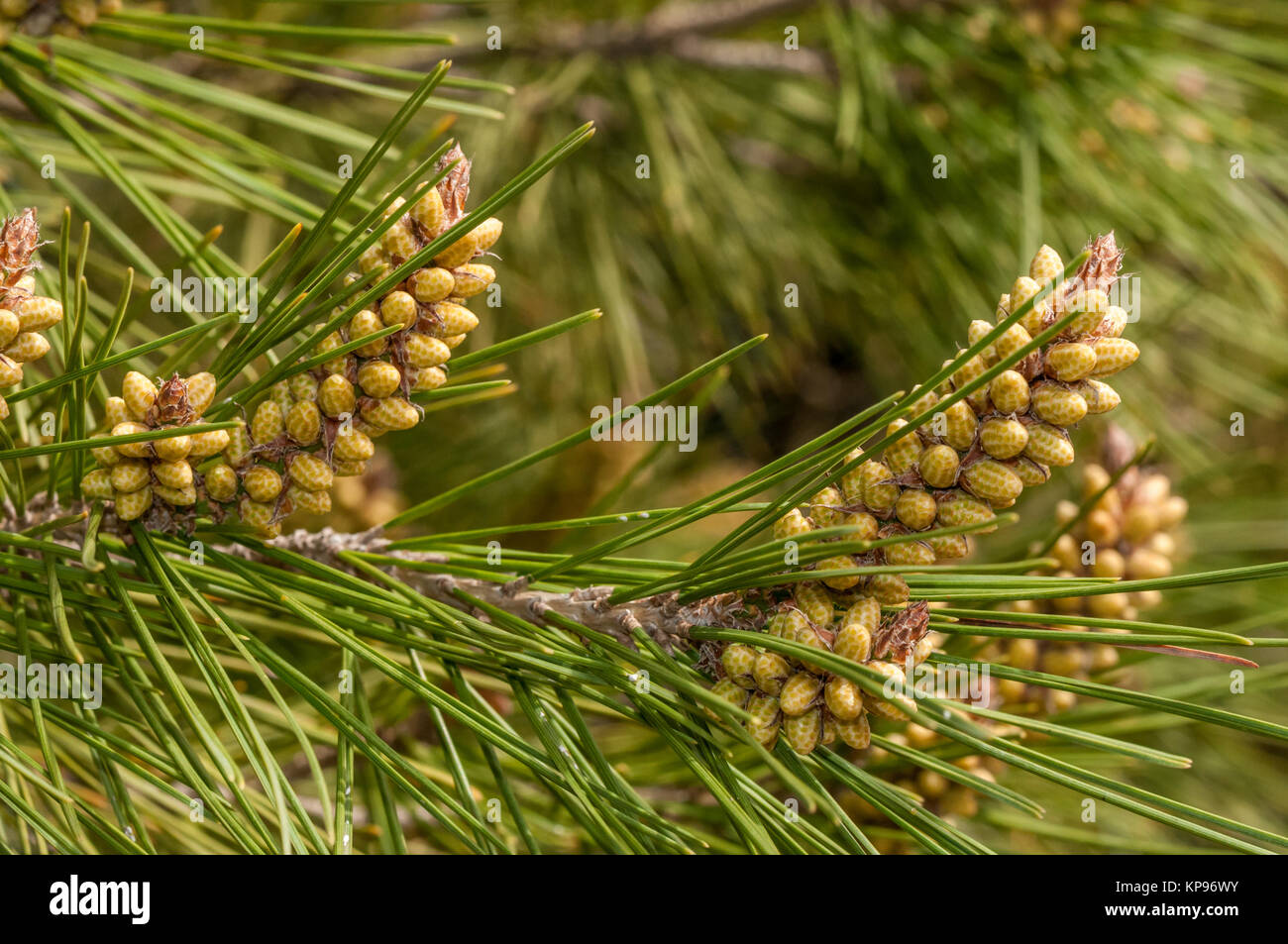 Vista ravvicinata di una foglia di pino, Aleppo, Pinus halepensis Foto Stock