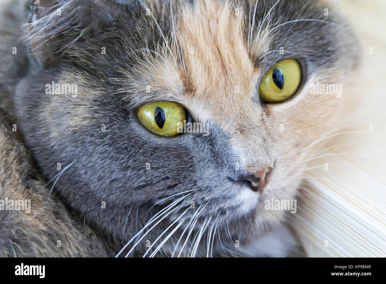 Colore gatto con gli occhi gialli Foto stock - Alamy