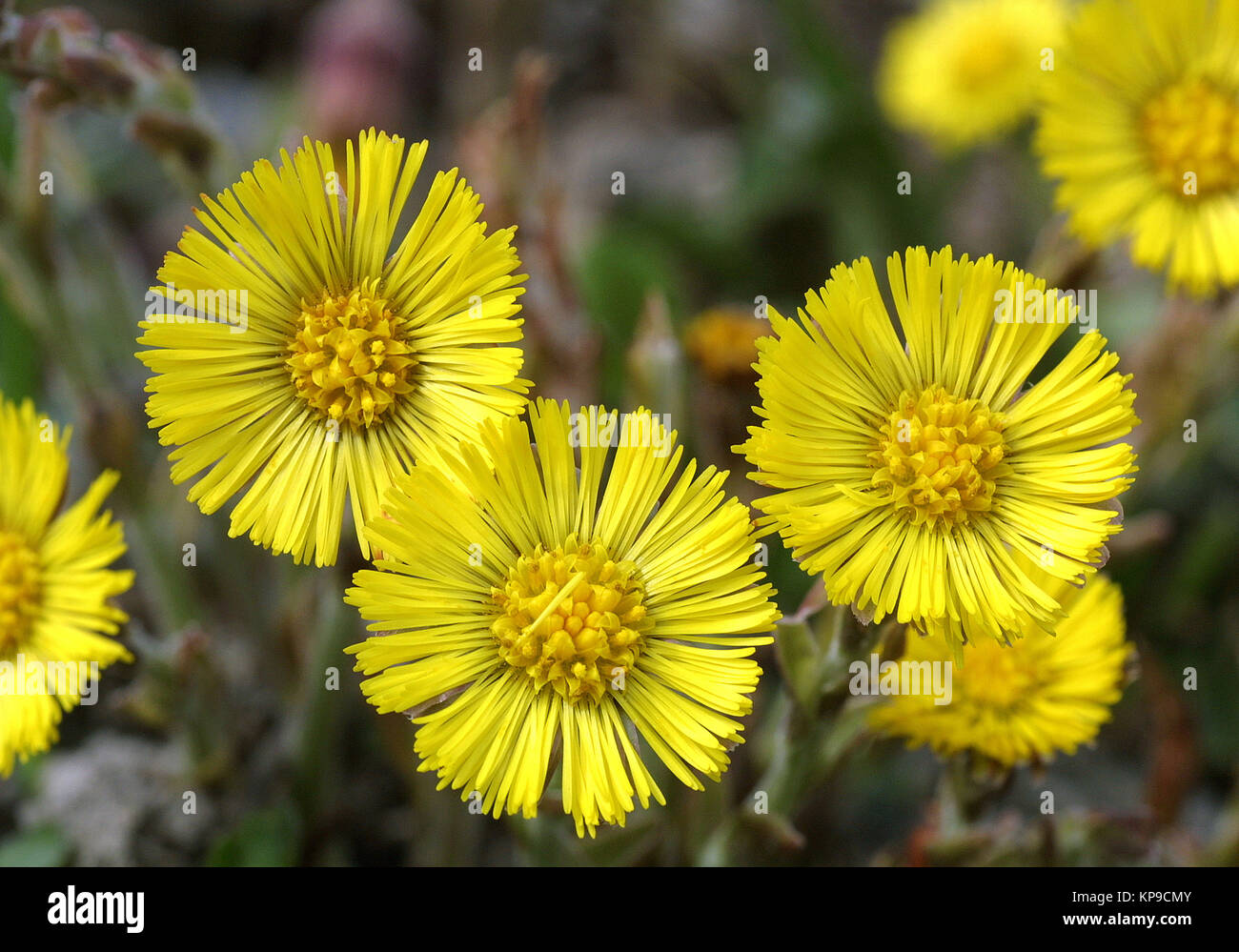 Coltsfoot fiori gialli di piante medicinali Foto Stock