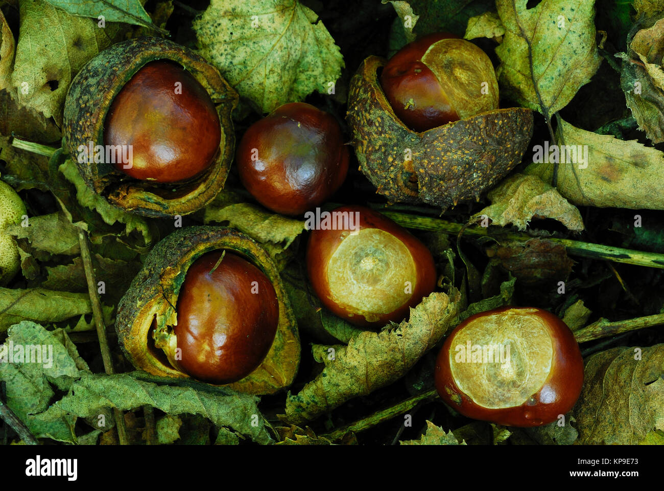 Ippocastani o 'conkers' Dorset, Regno Unito Ottobre Foto Stock