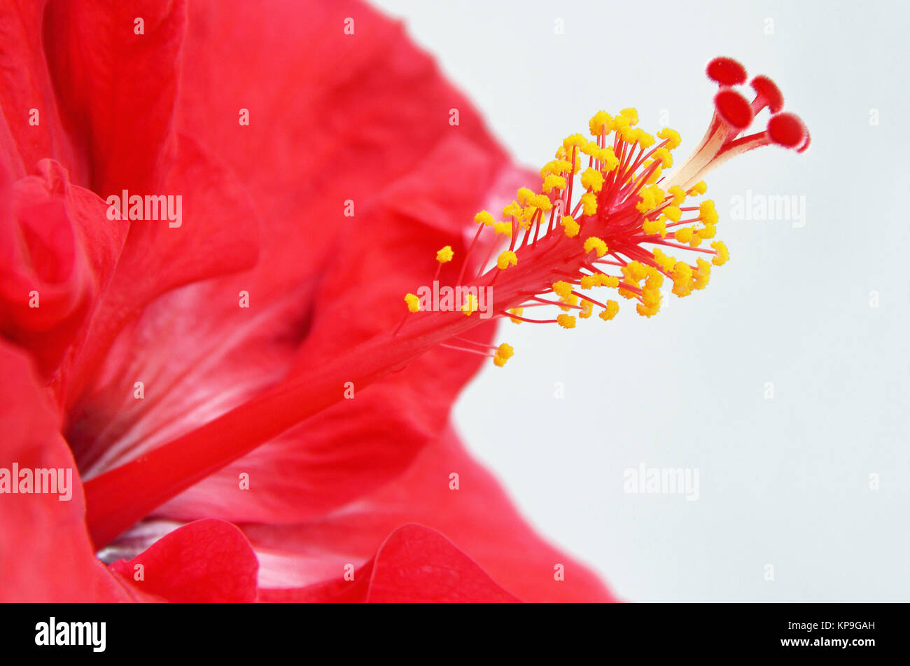 ibisco Foto Stock