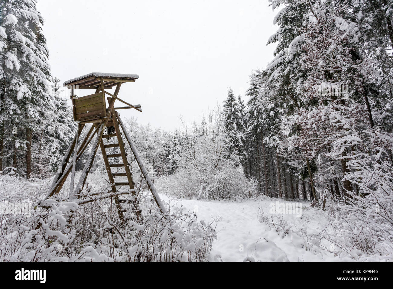 La caccia in legno pelle ricoperta di neve in una foresta di inverno Foto Stock