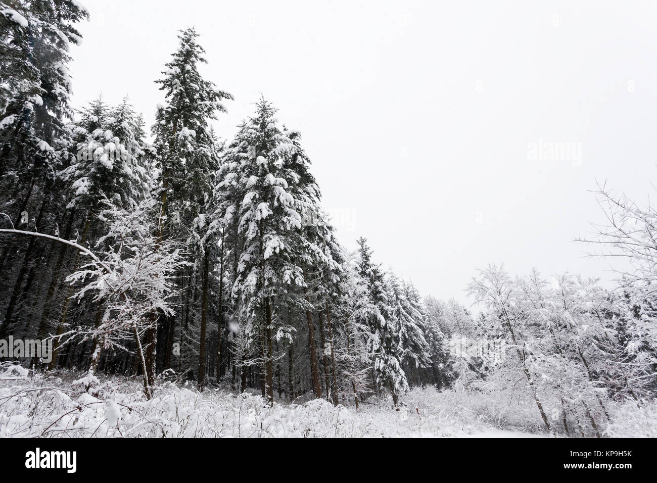 Alberi coperti di neve fresca in inverno foresta. Natale e Anno Nuovo sfondo Foto Stock