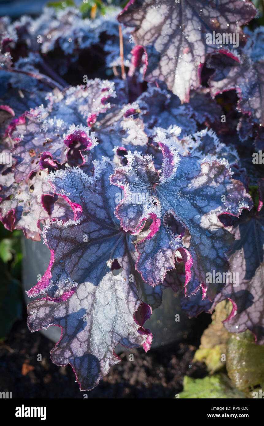 Smerigliati Heuchera Confettura in un giardino inglese nel dicembre Foto Stock