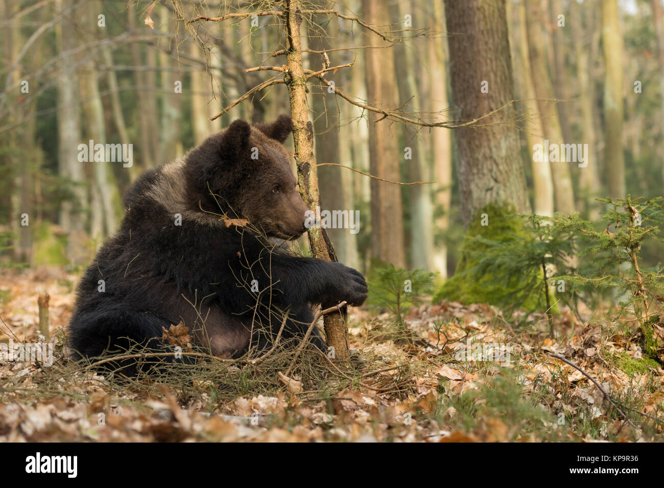 Unione orso bruno / Europaeischer Braunbaer ( Ursus arctos ), giocoso giovani cub, seduti nei boschi, giocando con un piccolo albero, l'Europa. Foto Stock