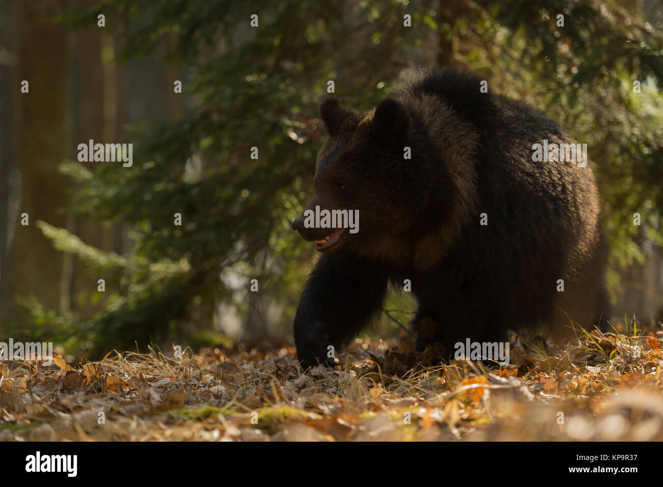 Unione orso bruno / Europaeischer Braunbaer ( Ursus arctos ), in fretta, in esecuzione attraverso boschi autunnali, cocky giovani in bella luce, l'Europa. Foto Stock