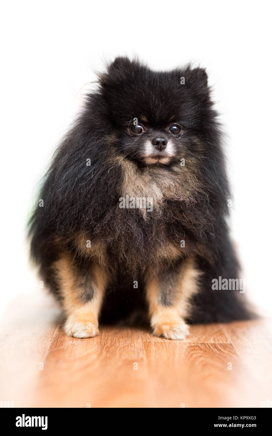 Cane di razza Pomerania cane di colore nero si siede sul pavimento, isolato su bianco Foto Stock
