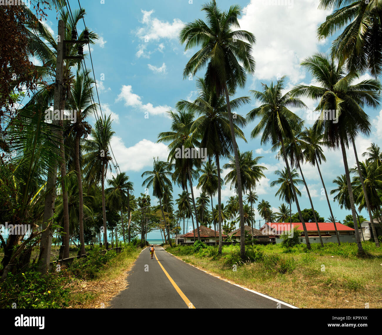 Palm road, Ko Samui - Tailandia Foto Stock