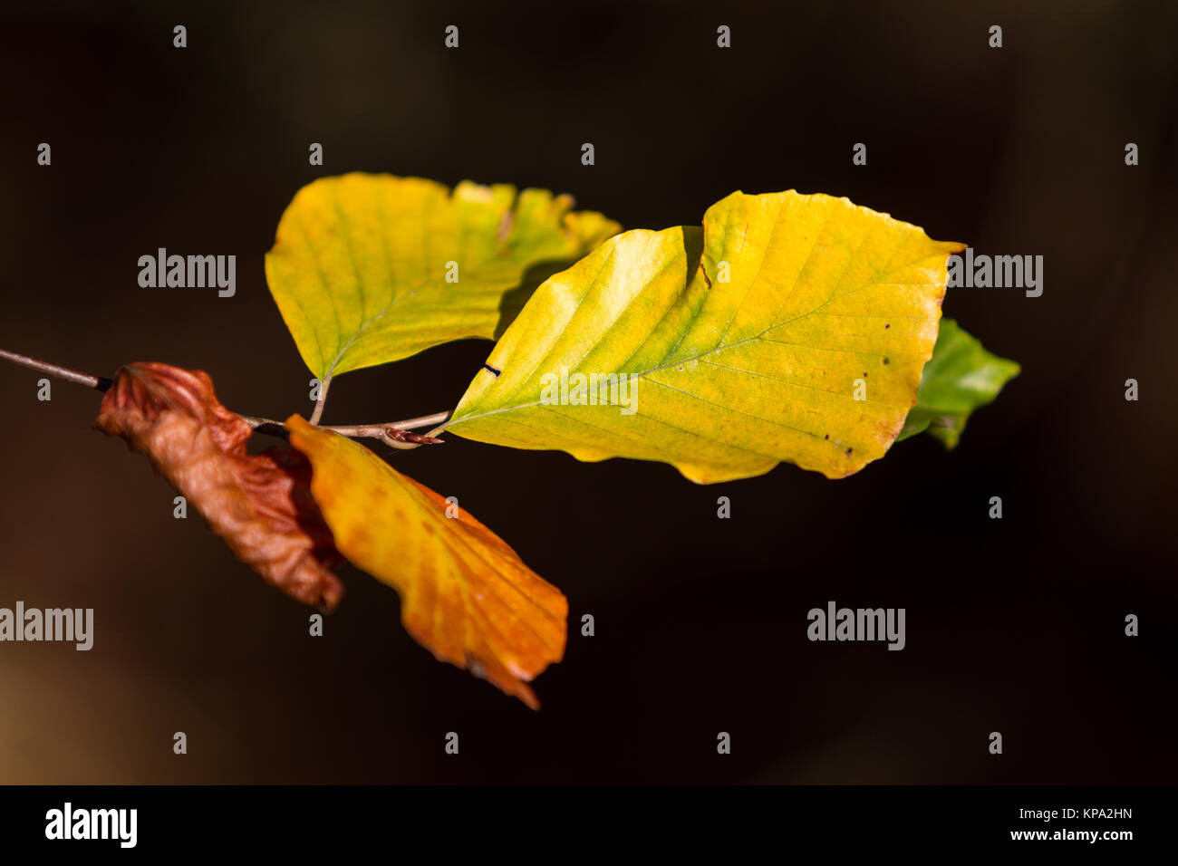 I colori autunnali butes fogliame di faggio Foto Stock