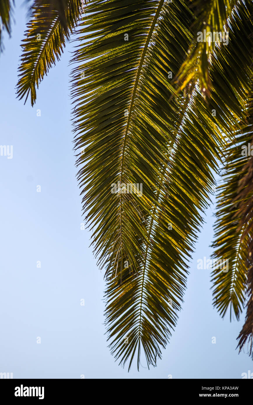 Vista dal basso su un Palm tree elenco, contro il cielo, Lanzarote isole Canarie Foto Stock