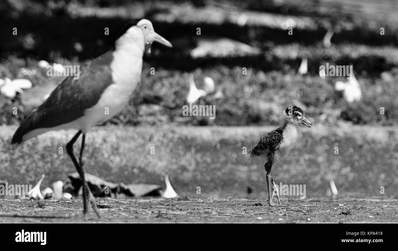Masked pavoncella pulcino, bambino, giovane, Vanellus miglia,Townsville, Queensland, Australia Foto Stock
