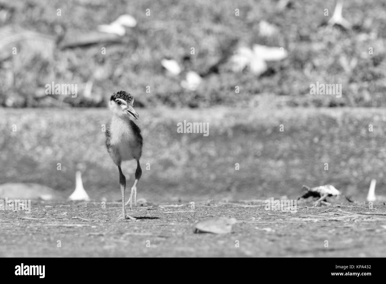 Masked pavoncella pulcino, bambino, giovane, Vanellus miglia,Townsville, Queensland, Australia Foto Stock