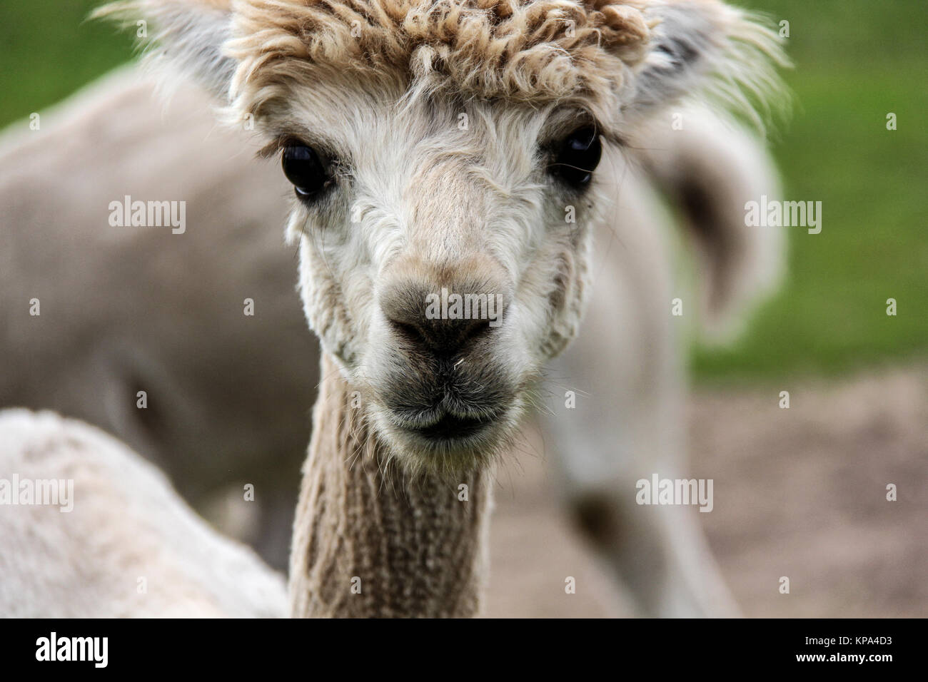 Lama e alpaca con divertenti acconciatura Foto stock - Alamy