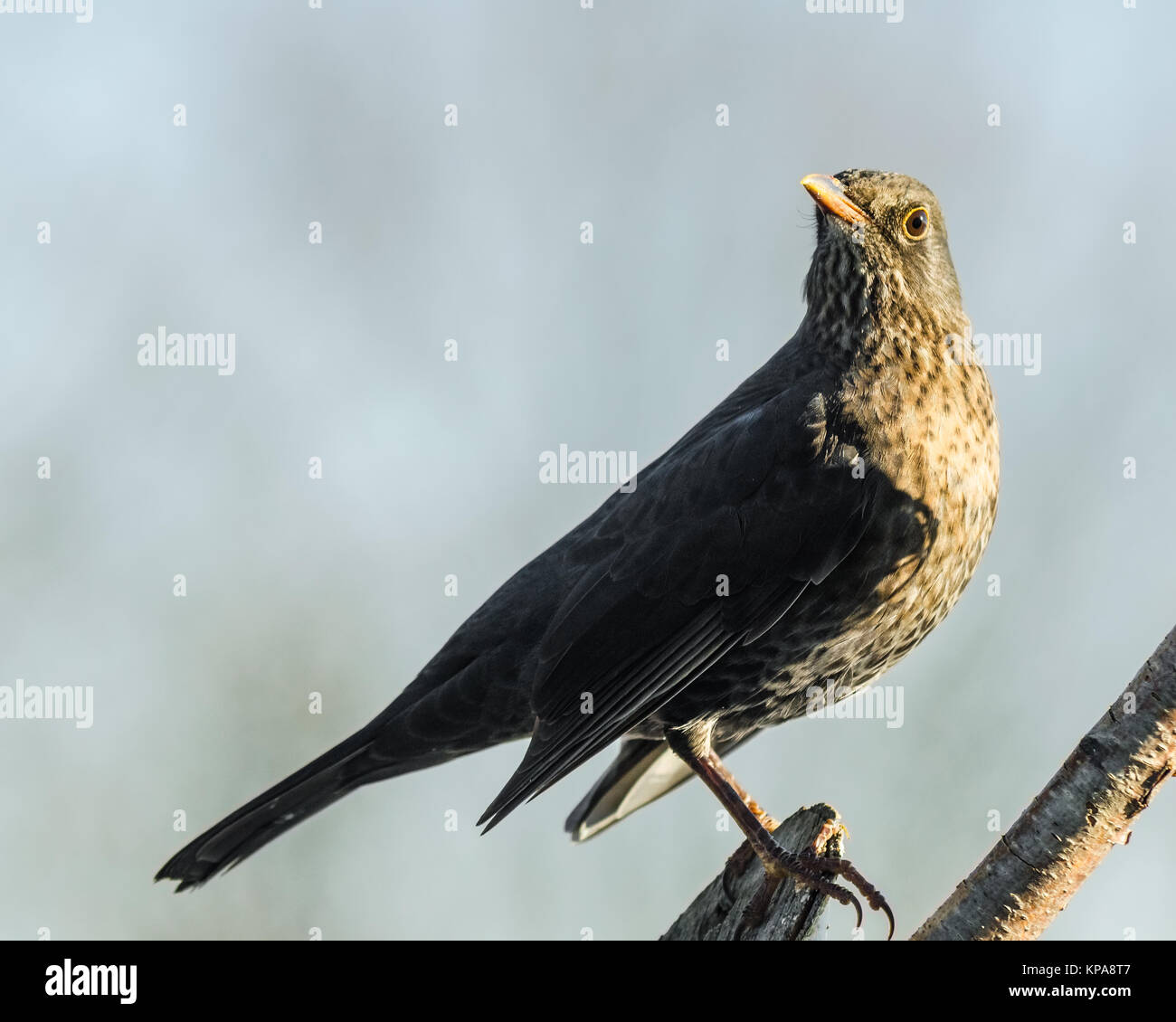 Blackbird su un posto di osservazione Foto Stock