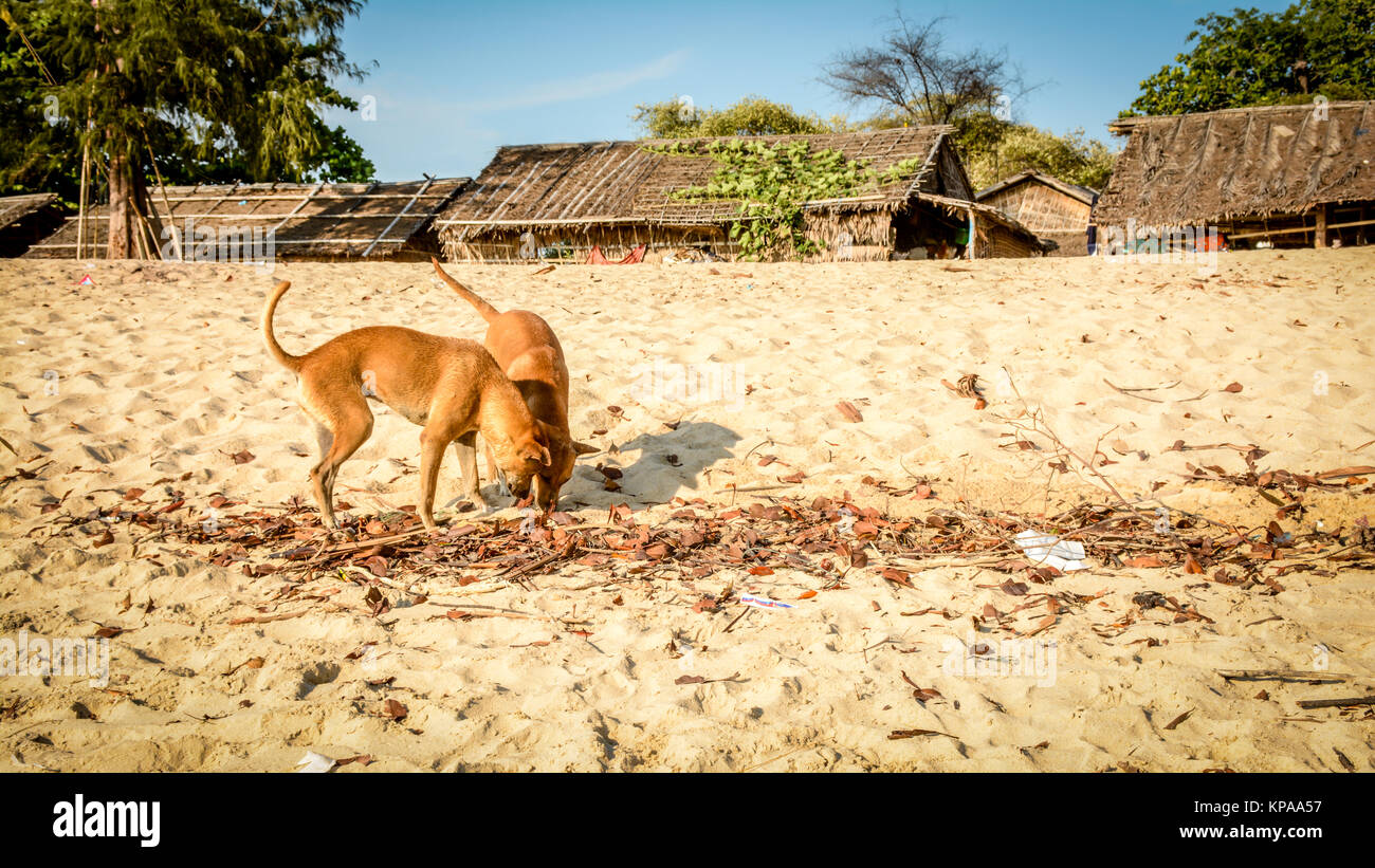 Due cani stanno giocando sulla sabbia in spiaggia Foto Stock