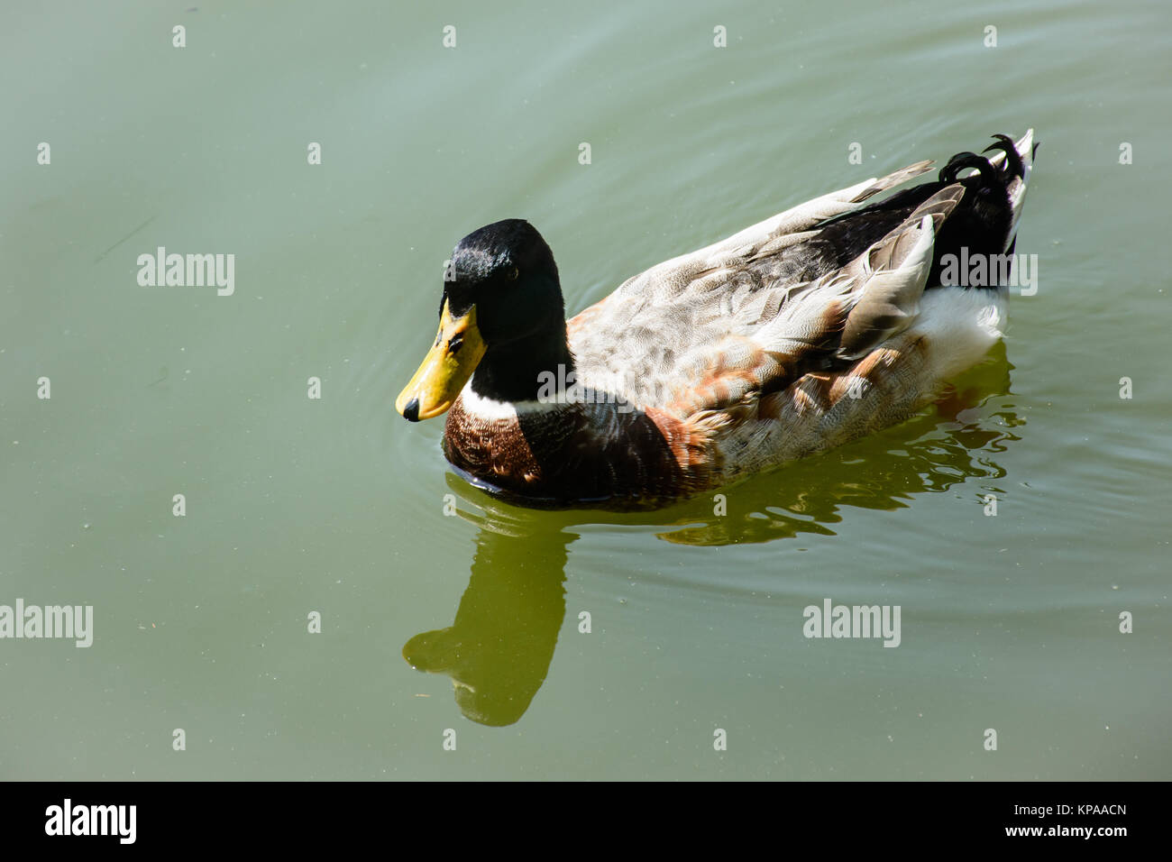 Primo piano del nuoto anatra in stagno Foto Stock