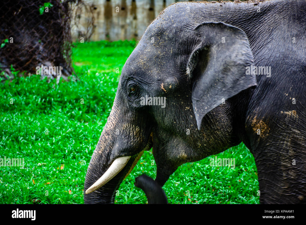 Primo piano del giovane elefante con dente canino Foto Stock