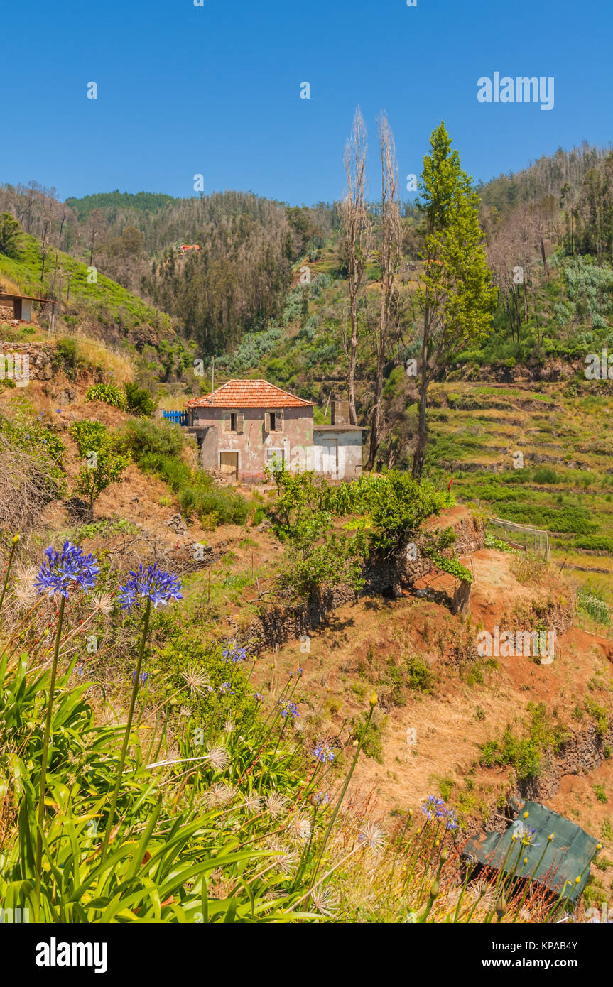 Levada sentiero a piedi a est di Madeira - levada dos tornos - in camacha in montagna con vacante case fatiscenti e rotto campi terrazzati. Foto Stock