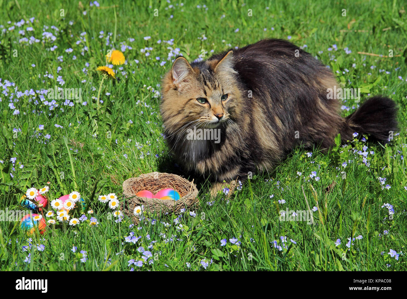 Uno strano coniglietto pasquale - un gatto come coniglietto pasquale Foto Stock