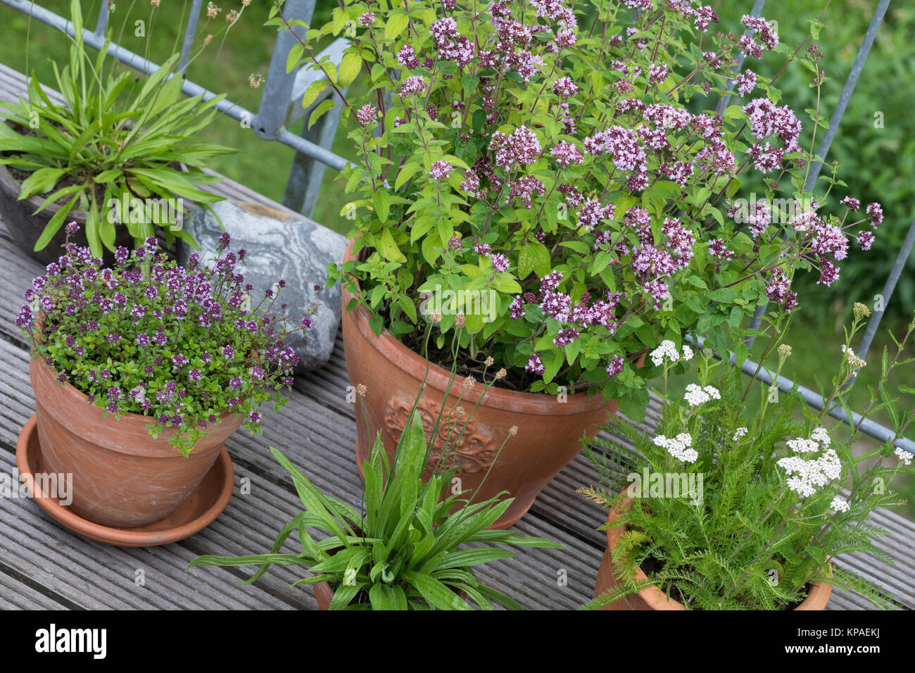 Wildkräuter in Töpfen, Topf, Blumentopf, origano, Schafgarbe, Thymian, Spitz-Wegerich in Blumentöpfen auf einem Balkon, pentola floreale, giardino ceramiche, p Foto Stock