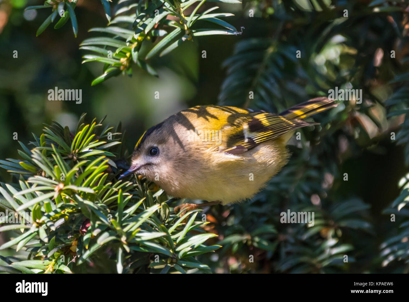 Adulto Goldcrest bird (Regulus regulus), un piccolo uccello, appollaiato in un albero in prossimità di acqua in cerca di cibo in inverno nel West Sussex, in Inghilterra, Regno Unito. Foto Stock