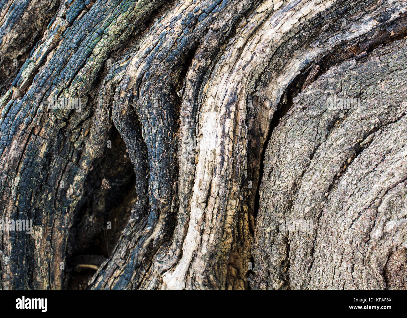 Una corteccia di albero che mostra i segni del passato fire, alcuni verde muschio e profili curvi- texture di sfondo o Foto Stock