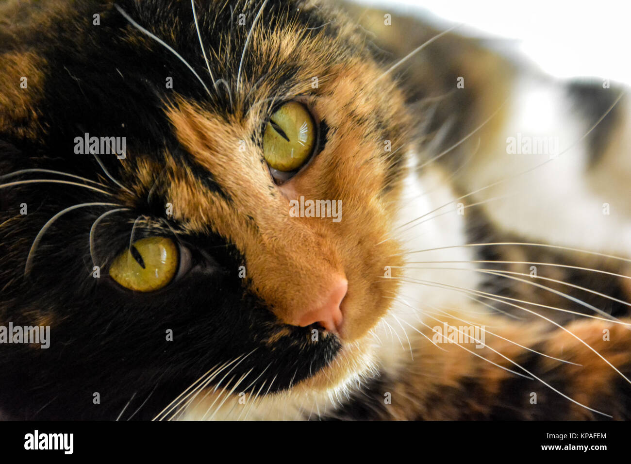 Robin ottenere pronto a schiacciare un pisolino nel caldo sole mentre lei pone per la fotocamera. Foto Stock