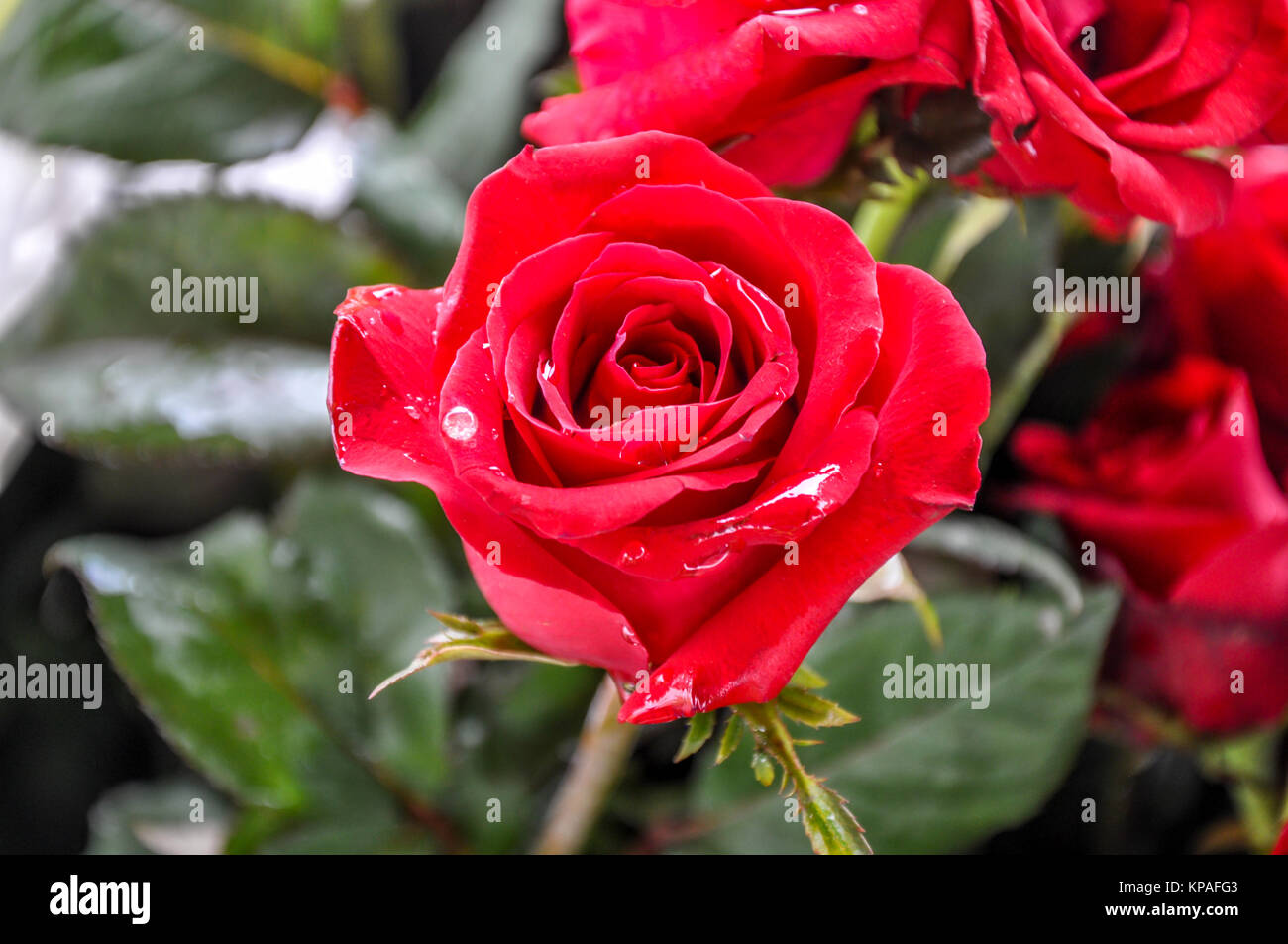 Primo piano della bella rosa rossa Foto Stock