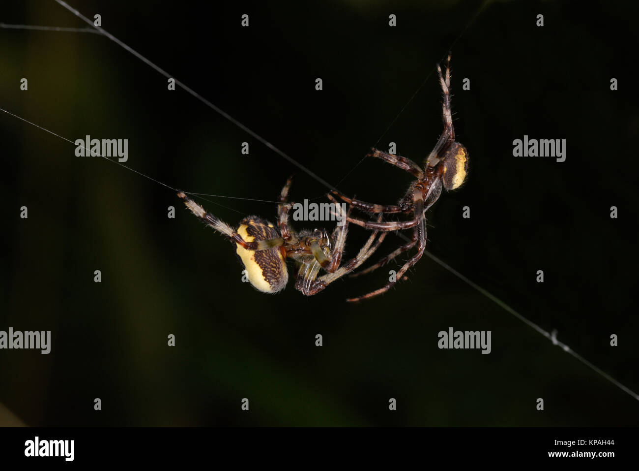 Orb in marmo Weaver Spider (Araneus marmoreus) maschio femmina di avvicinamento sul web prima dell'accoppiamento, Monmouth, Galles, Settembre Foto Stock
