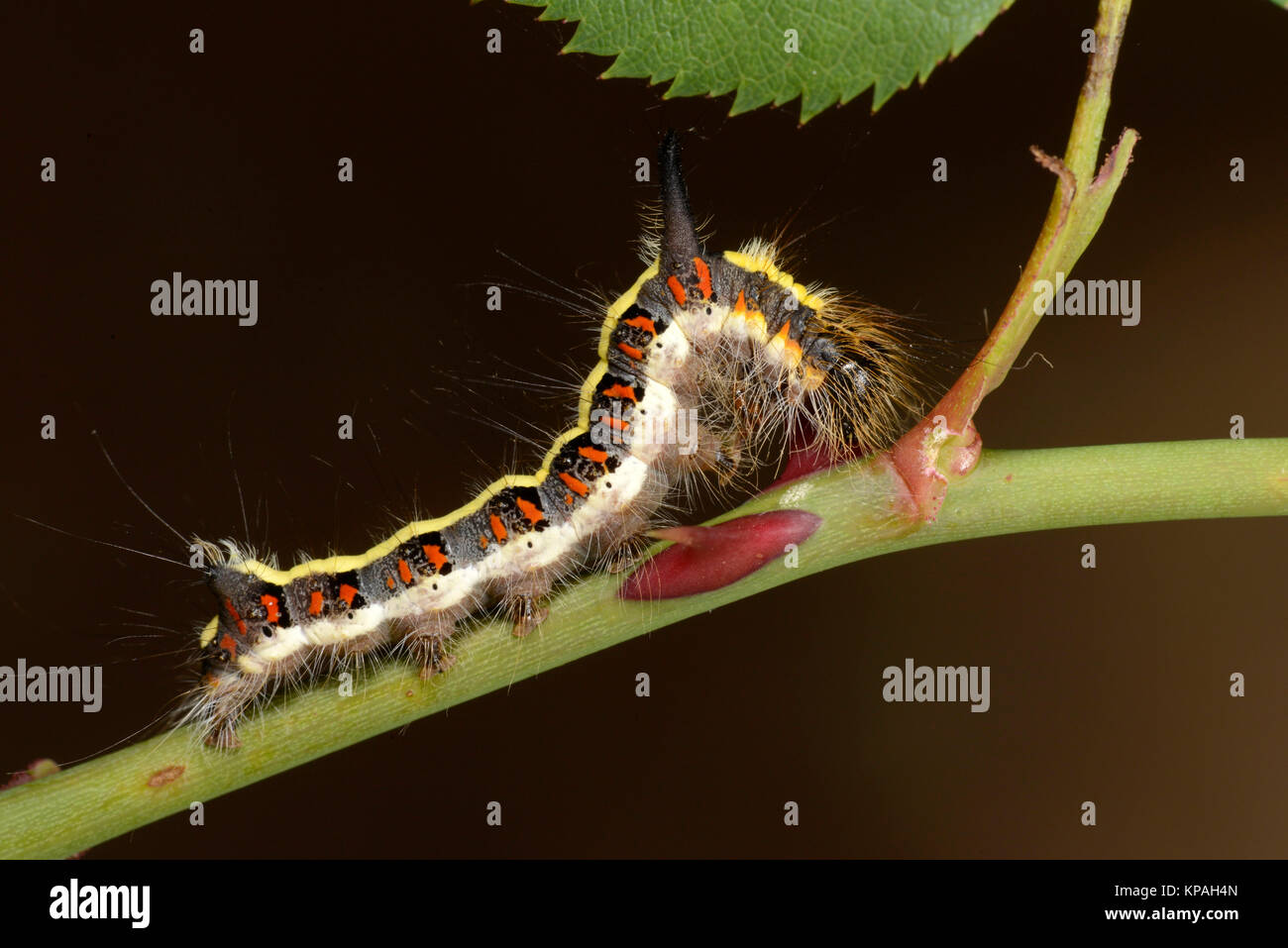 Pugnale grigio Tarma (Acronicta psi) instar finale completamente cresciuti caterpillar, Monmouth, Galles, Settembre Foto Stock