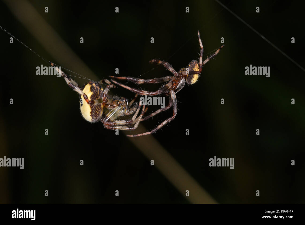 Orb in marmo Weaver Spider (Araneus marmoreus) maschio femmina di avvicinamento sul web prima dell'accoppiamento, Monmouth, Galles, Settembre Foto Stock