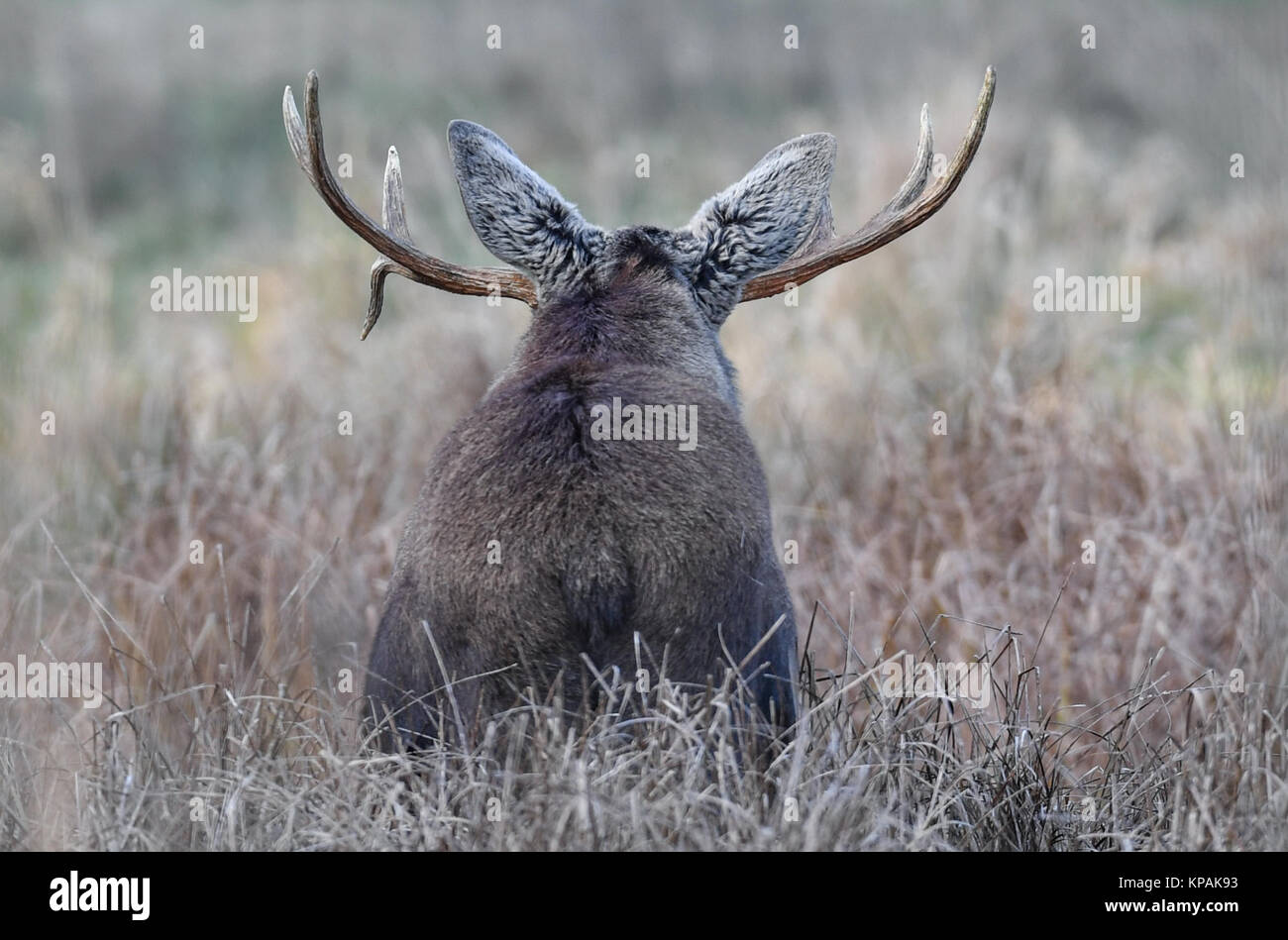 Gross Schoenebeck, Germania. Xiii Dec, 2017. Un elk (Alces alces) è fotografato presso il parco selvatico Schorfheide in Gross Schoenebeck, Germania, 13 dicembre 2017. Il parco selvatico è rifugio esclusivamente agli animali selvatici nativi per la regione. Il parco si estende per una superficie di 100 ettari, con 7 chilometri di sentieri escursionistici. Credito: Patrick Pleul/dpa-Zentralbild/ZB/dpa/Alamy Live News Foto Stock