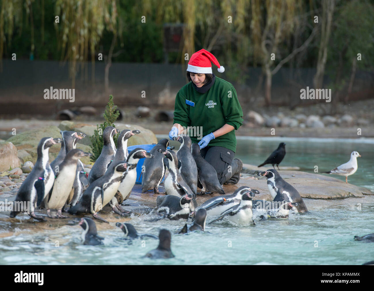 ZSL London Zoo, UK. Il 14 dicembre 2017. Lo Zoo di Humboldt colonia di pinguini peck per pressies sotto il proprio albero di Natale. Credito: Malcolm Park/Alamy Live News. Foto Stock