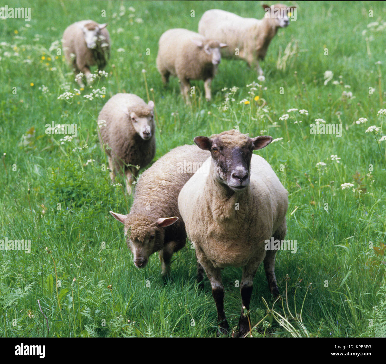 Pecore al pascolo in prato estivo 2016 Foto Stock