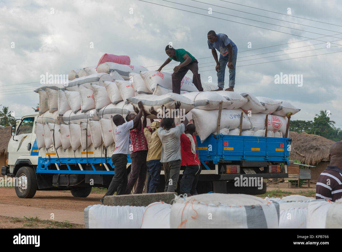Il caricamento dei sacchi di gari per essere trasportati in diversi mercati locali, villaggio vicino Mafi-Kumase corretto, Volta Regione, Ghana, Africa Foto Stock