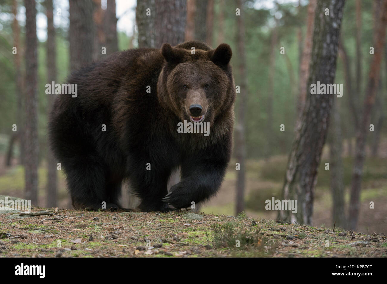 Eurasian orso bruno ( Ursus arctos ), in piedi su una piccola collina in aperta boschi boreale, elevando la sua zampa anteriore, nel tipico pongono, diretto contatto visivo. Foto Stock