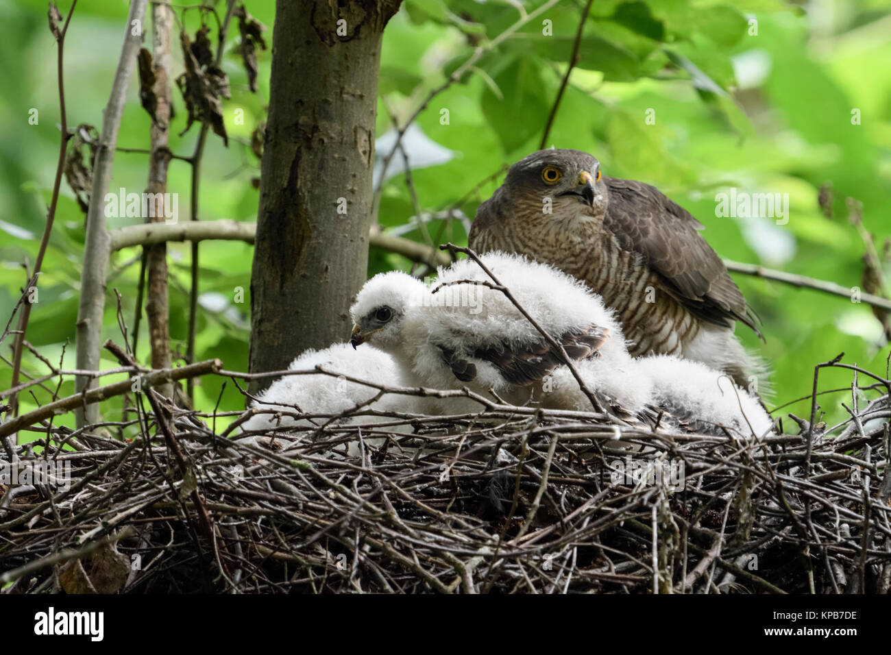 Sparviero / Sperber ( Accipiter nisus ), femmina adulta con cresciuti pulcini, moulting adolescenti nel nido, simpatici e divertenti e la fauna selvatica, l'Europa. Foto Stock