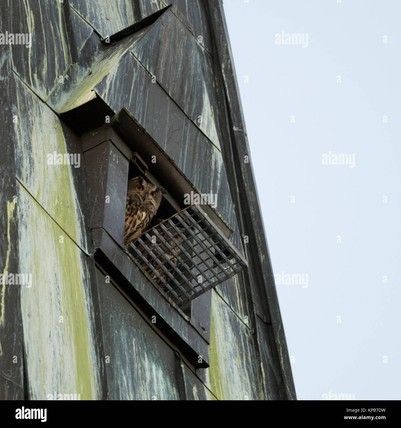 Gufo reale / gufi ( Bubo bubo ) coppia / coppia di adulti, femmina con maschio, guardando fuori di nidificazione di aiuto in una chiesa guglia, fauna selvatica, l'Europa. Foto Stock