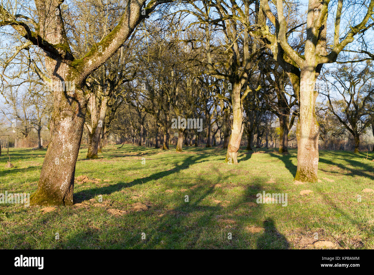 Pear Tree in un giardino di frutta Foto Stock