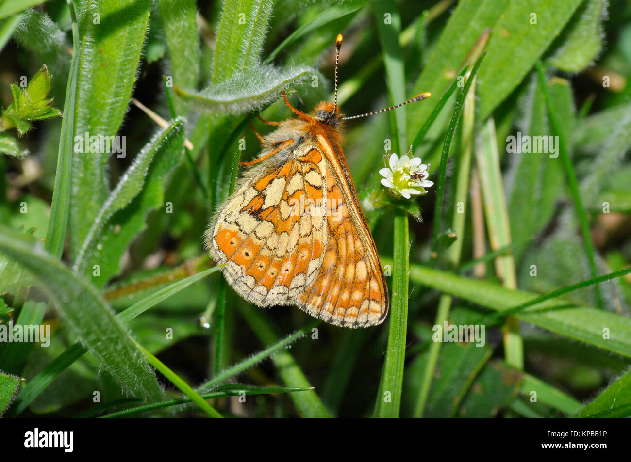 Marsh Fritillary,Butterfly,'Euphydryas aurinia', scarse,Giugno, prateria tussocky,Wiltshire, Inghilterra, Regno Unito Foto Stock