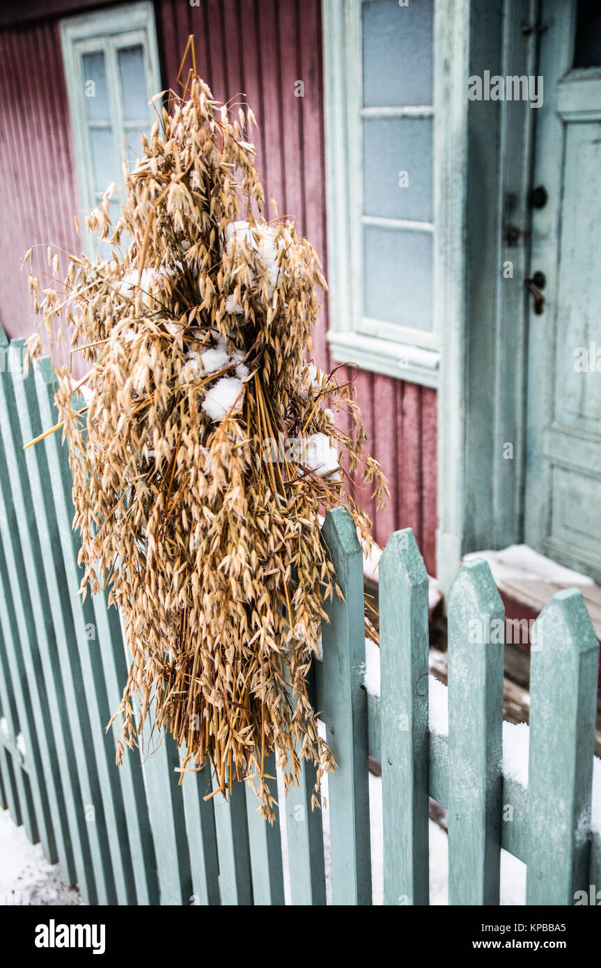 Un bundle Chistmas di grano per alimentare gli uccelli in inverno. Foto Stock