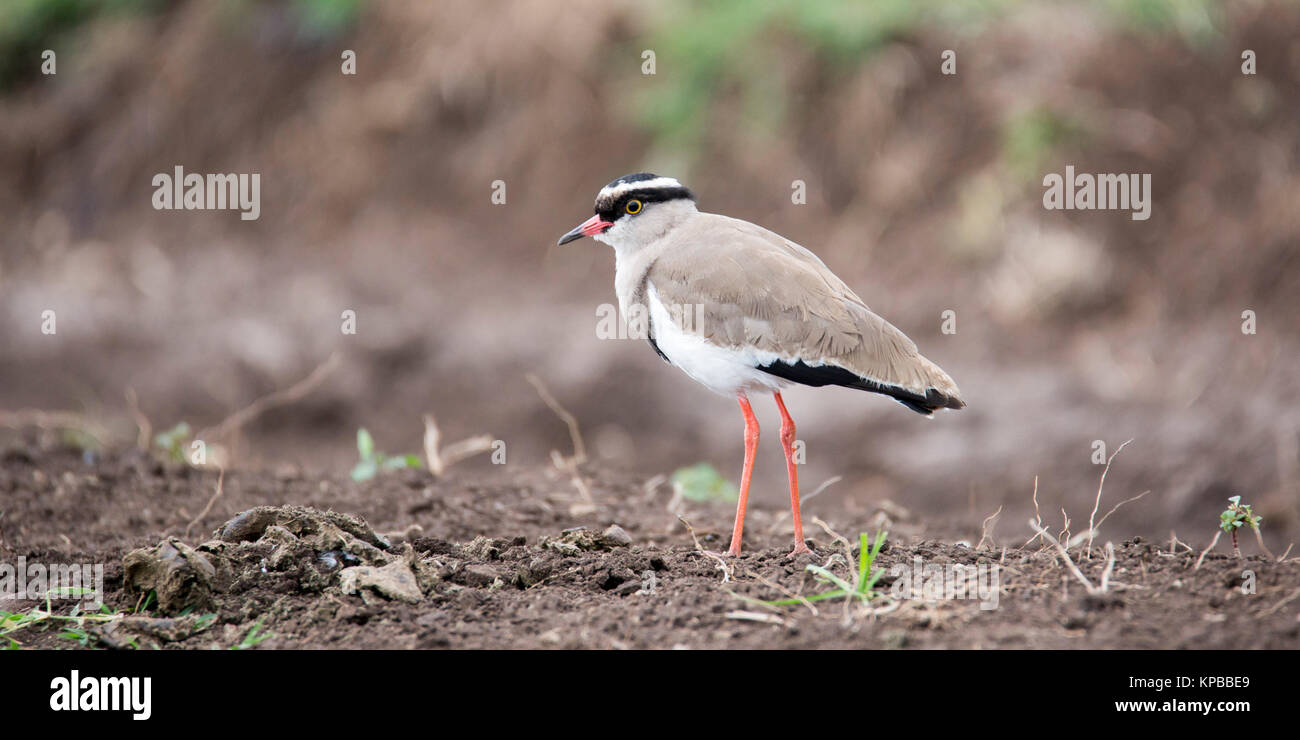 Un singolo Crowned Plover, sul bordo di una zona umida, profilo laterale e basso punto di vista,Lewa deserto,Lewa Conservancy, Kenya, Africa Foto Stock