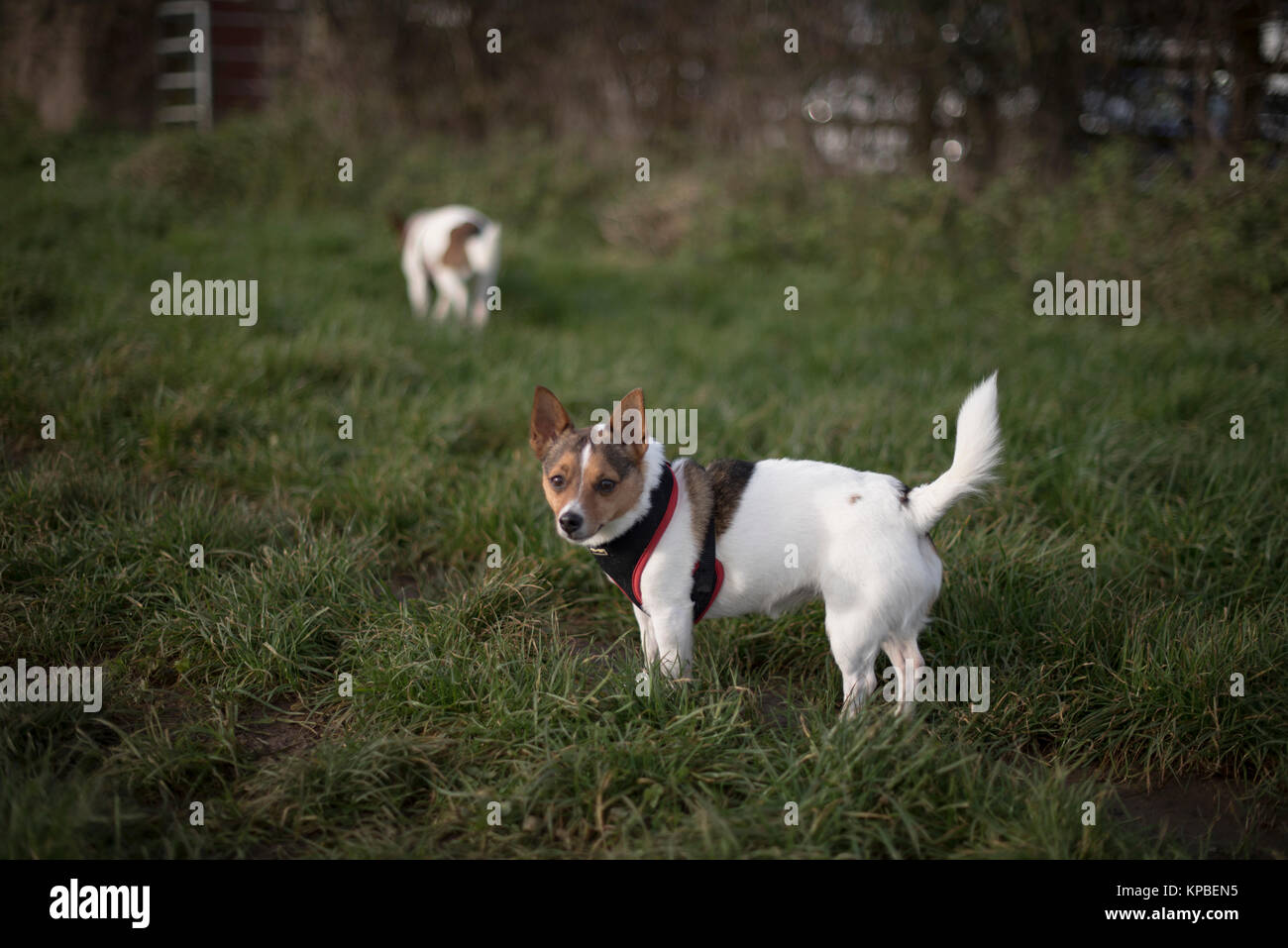 Piccolo Jack Russell Terrier cross cane di razza indossando un cablaggio in un campo erboso con un altro Jack Russell Terrier in background Foto Stock
