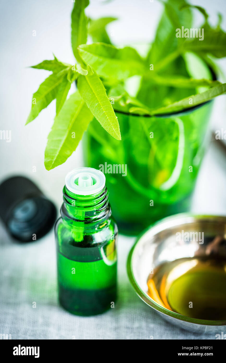 Bottiglia di verbena del limone olio essenziale (Aloysia triphylla). Foto Stock