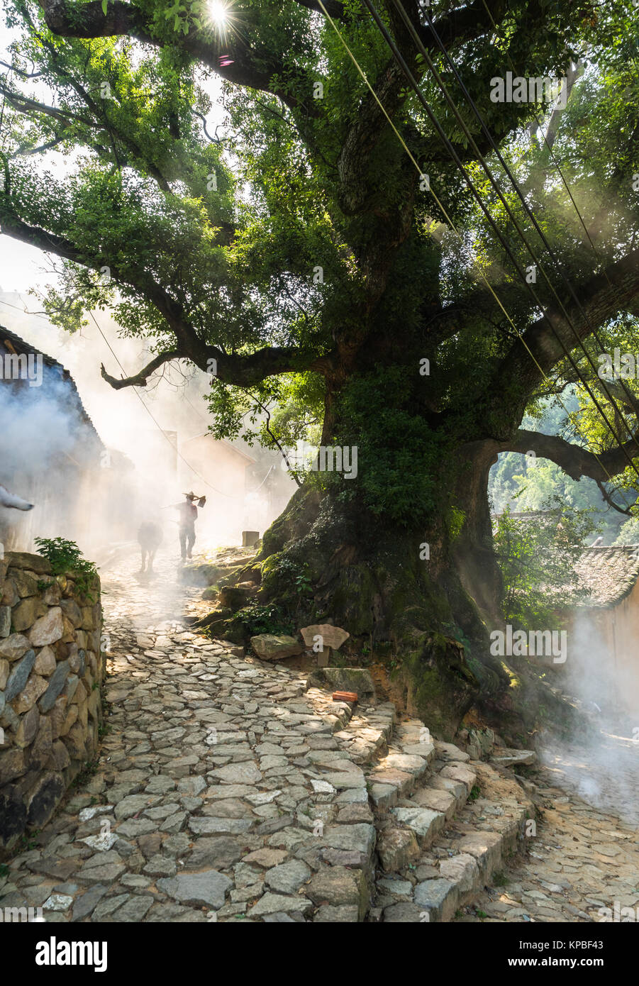 Grande banyan tree nel villaggio cinese. Foto Stock