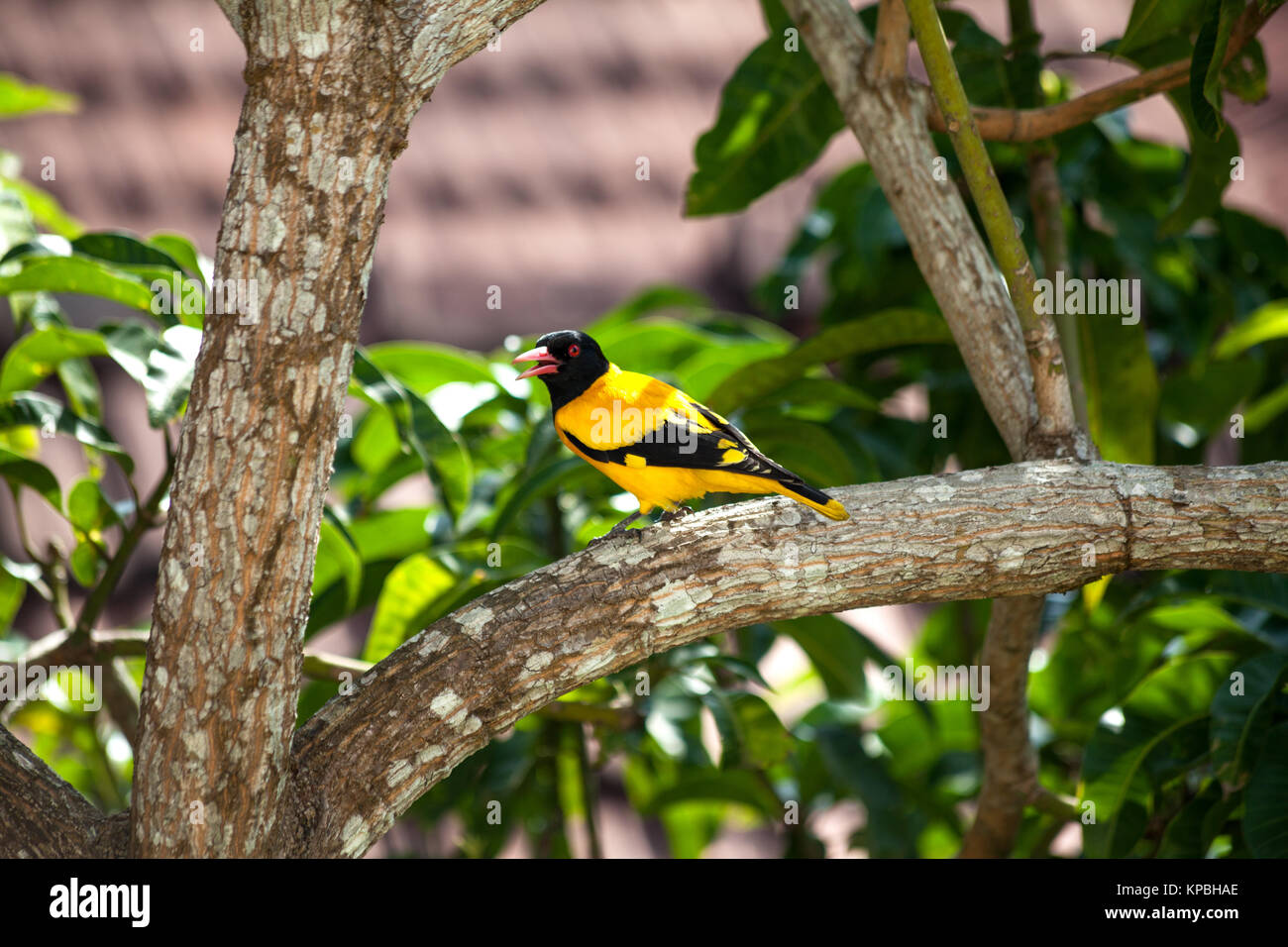 Un giallo-nero uccello con gli occhi rossi seduto su un albero di mango Foto Stock