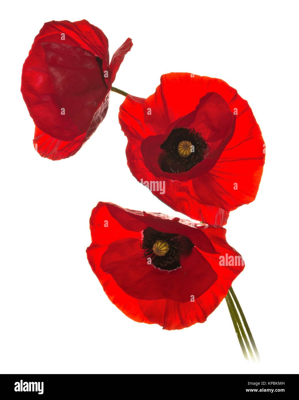 Fiandre papaveri Foto Stock