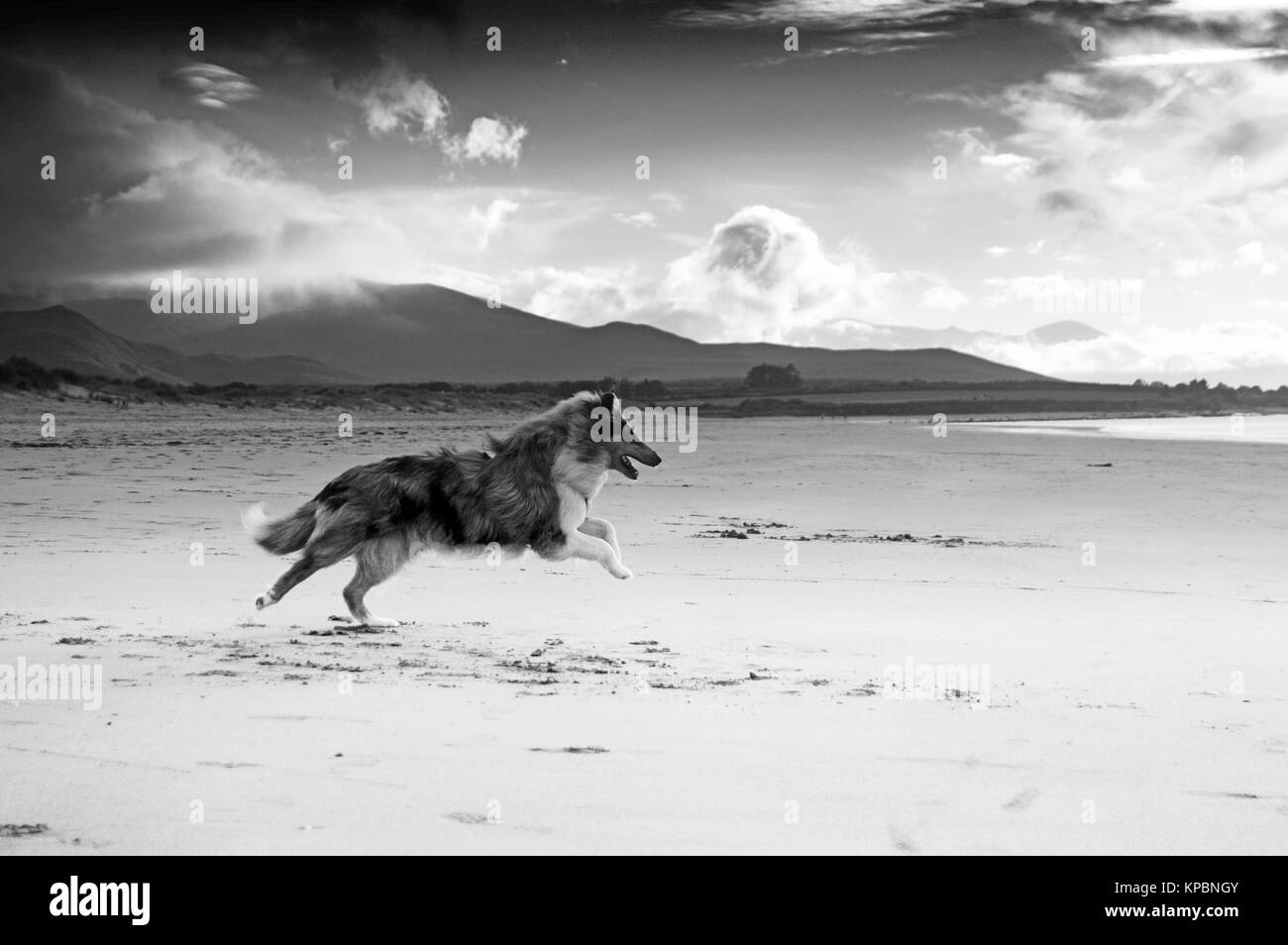 Collie ruvida cane che corre lungo la spiaggia in Dingle, Irlanda. Immagine in bianco e nero con le nubi che cadono sopra la montagna in background. Foto Stock