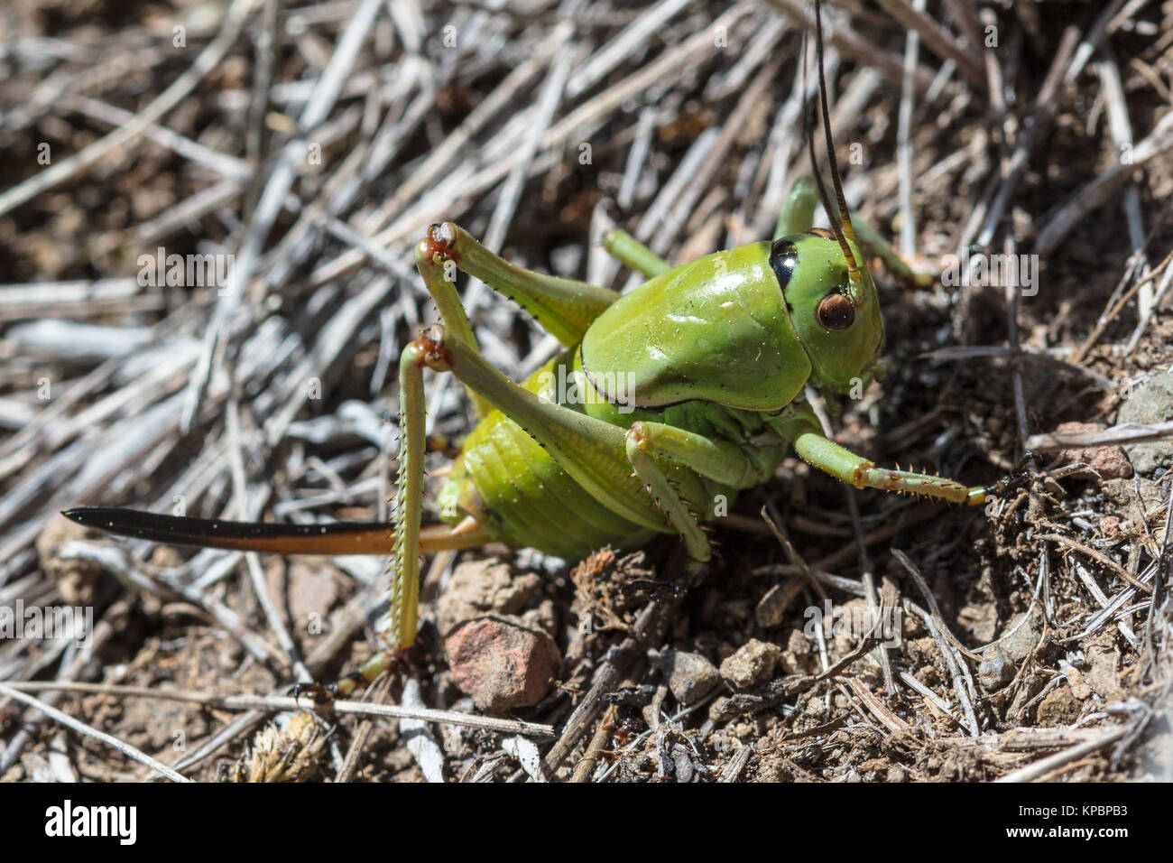 Un Mormone cricket crawl attraverso la spazzola presso il Parco Nazionale di Yellowstone Luglio 4, 2017 in Wyoming. (Foto di Giacobbe W. Frank via Planetpix) Foto Stock